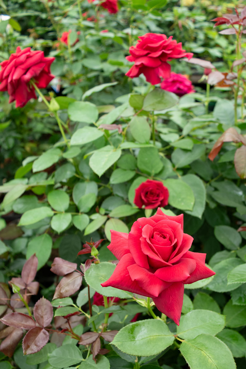 ドゥフトツァウバー'84 ｜バラ苗の通販の篠宮バラ園