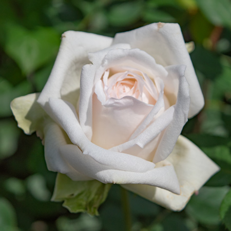 【新苗4号ポット】ドレスデン（自家栽培の健康台木使用）