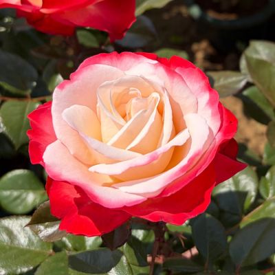 【確認中】ダブルデライト薔薇苗木 ダブル デライト ｜バラ苗の通販の篠宮バラ園
