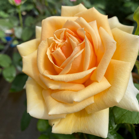 【新苗4号ポット】バレンシア（自家栽培の健康台木使用）