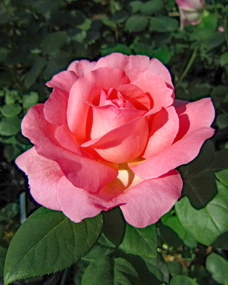 ピンクパンサー ピンクパンサー ピンクパンサー Just in and ready to ride #kawasaki