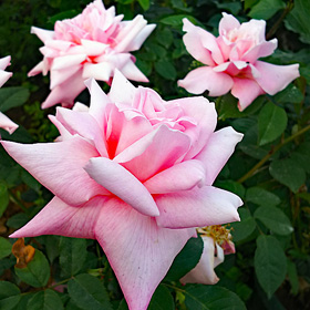 ハイブリットティ（四季咲き大輪） | バラ苗のネット通販の篠宮