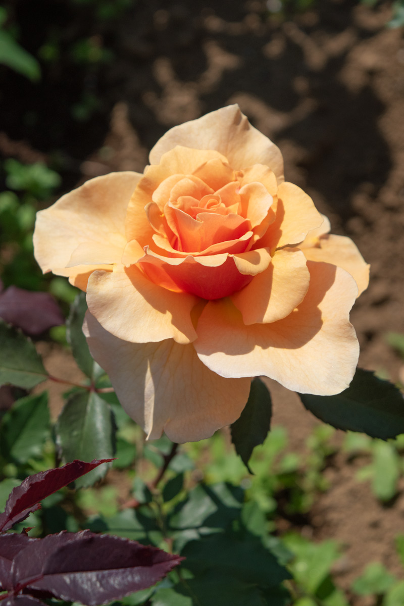 希少　薔薇苗　バラ苗　フラ…2年　1鉢 楽天市場】バラ苗 (予約販売) 【プリンセスラニア】 2年大株苗 4