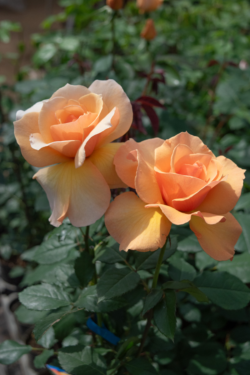 ブランデー ｜バラ苗の通販の篠宮バラ園