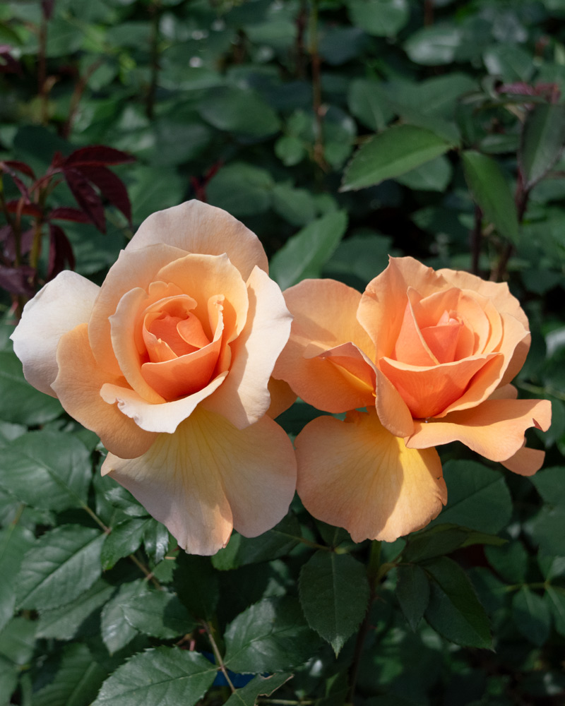 ブランデー ｜バラ苗の通販の篠宮バラ園