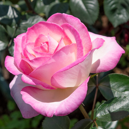 【新苗4号ポット】プリンセス ドゥ モナコ（自家栽培の健康台木使用）