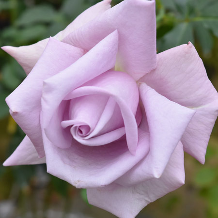 ブルーナイル｜バラ苗の通販の篠宮バラ園