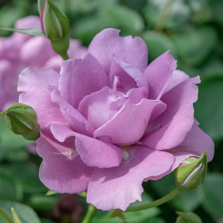 ローズ シナクティフ｜バラ苗の通販の篠宮バラ園