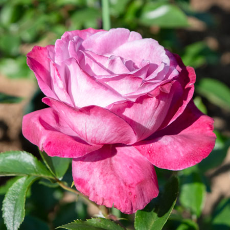 【新苗4号ポット】ブルー リバー（自家栽培の健康台木使用）