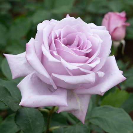 【新苗4号ポット】ブルームーン（自家栽培の健康台木使用）