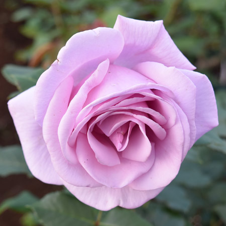 １株限定！蕾付き❤️超強香！青い薔薇　国産バラ苗　二年生 1株限定！蕾付き❤️超強香！青い薔薇 国産バラ苗 二年生