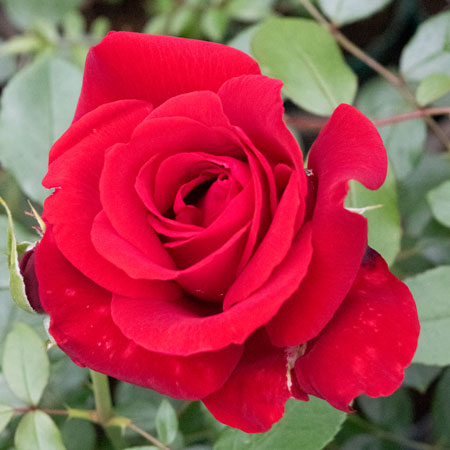 【7号鉢2年生苗】ヘルツ アス（自家栽培の健康台木使用）