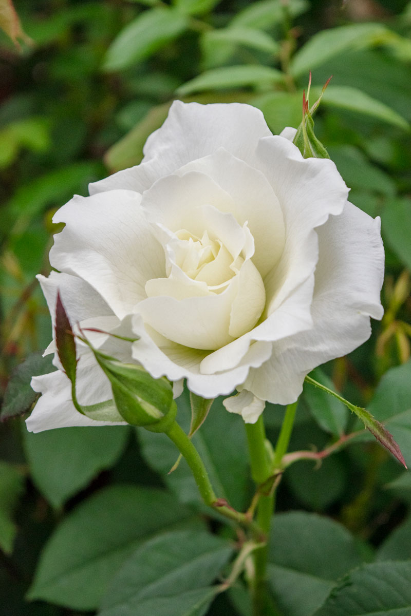 ホワイト マスターピース ｜バラ苗の通販の篠宮バラ園