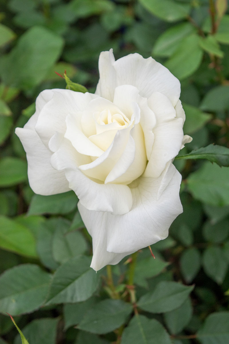 ホワイト マスターピース ｜バラ苗の通販の篠宮バラ園