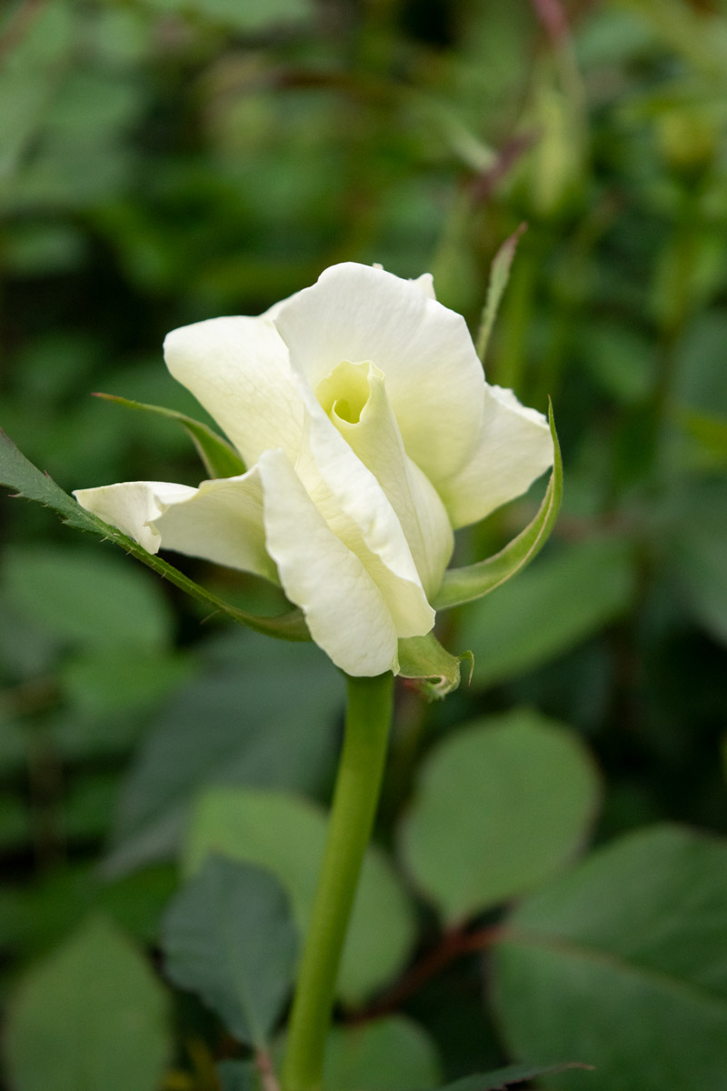 ホワイト マスターピース ｜バラ苗の通販の篠宮バラ園