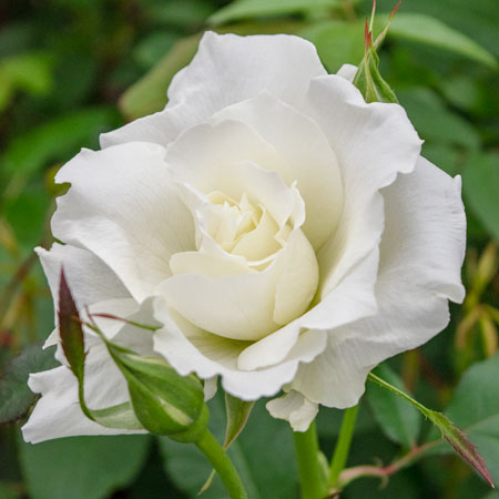 鉢植えでぜいたくに楽しむ | 篠宮バラ園