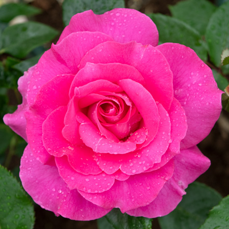 濃いピンク | 篠宮バラ園