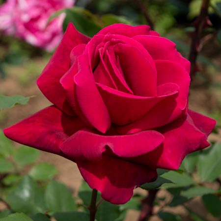 ルナルイです♪複数割引！紫雲　パパメイアン　マドーナ　バラ苗　薔薇　苗木 バラ苗 予約新苗 2026 ルナリィ Lunaly 国産ノイバラ台木使用 | 予約新