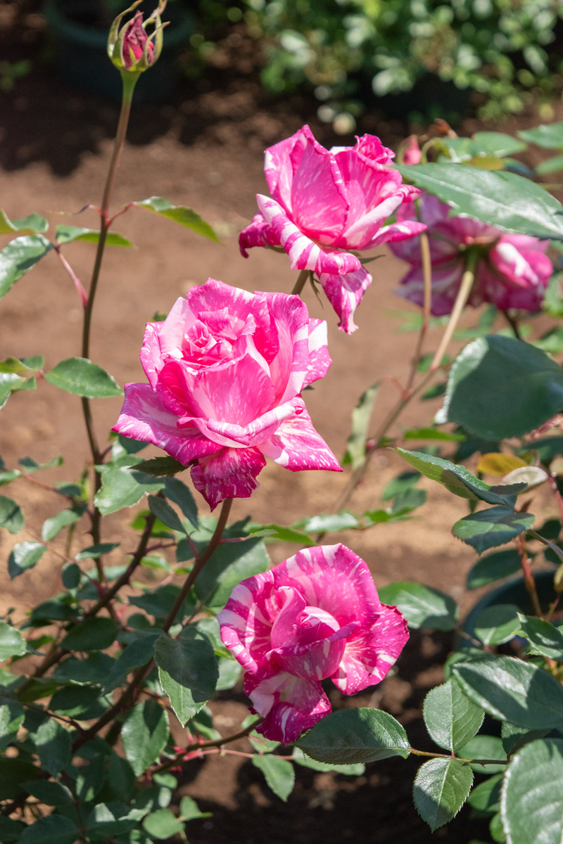 モダン タイムス ｜バラ苗の通販の篠宮バラ園