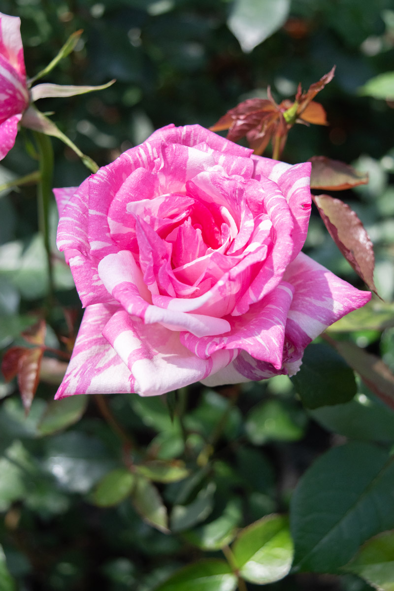 モダン タイムス ｜バラ苗の通販の篠宮バラ園