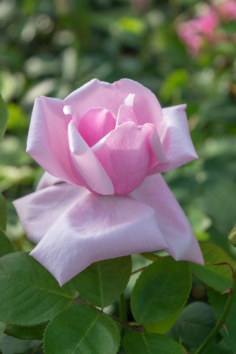 ローラダボー(フランス)2年生苗② よ*ん様 バラ苗 ローラ・ダボー