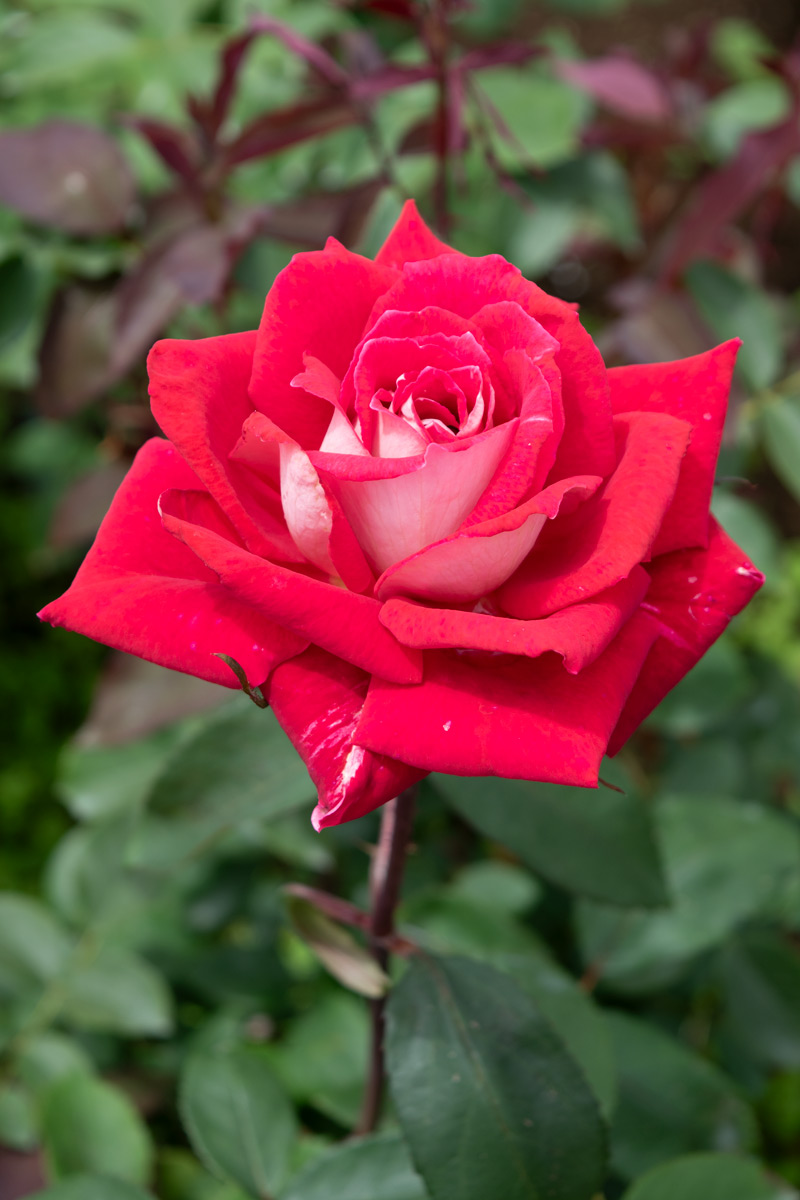 2025春の新苗♡K-18♡レア品種／バラ苗／芽接ぎ苗／4号ビニールポット苗 2025春の新苗♡K-18♡レア品種／バラ苗／芽接ぎ苗／4号