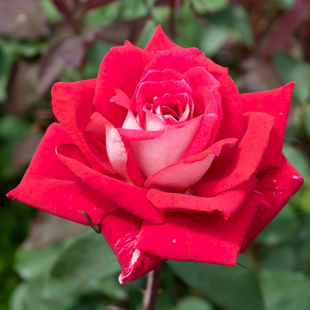 専用品稀少★ひいらぎとパイン＆薔薇の浪曼ティックライト4花薔薇訳あり時代物 専用品稀少☆ひいらぎとパイン＆薔薇の浪曼ティックライト4花