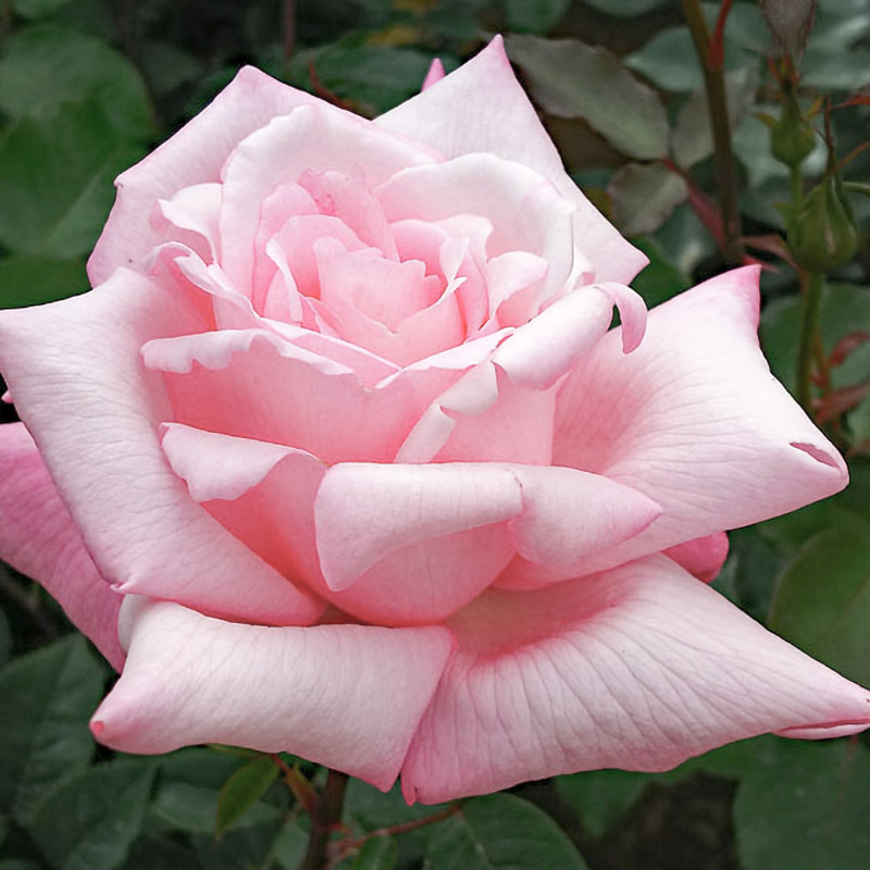 ❀オフェリアさま❀　バラ　苗　切り花品種　クリーミーな色あい　2350 オフェリア ｜バラ苗の通販の篠宮バラ園