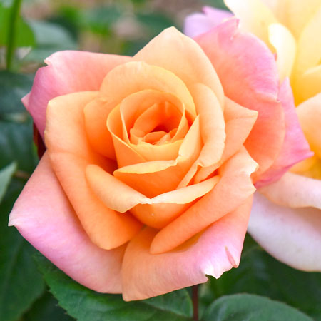 【7号鉢2年生苗】レミーマルタン（自家栽培の健康台木使用）