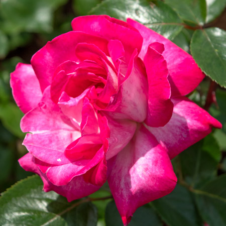 ハイブリットティ（四季咲き大輪） | バラ苗のネット通販の篠宮バラ園