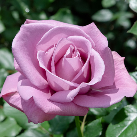 【新苗4号ポット】ムーン シャドウ（自家栽培の健康台木使用）