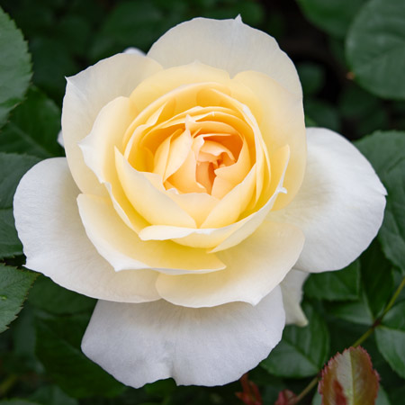 ジャンヌダルク ｜バラ苗の通販の篠宮バラ園