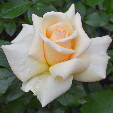 【新苗4号ポット】サムシング スペシャル（自家栽培の健康台木使用）