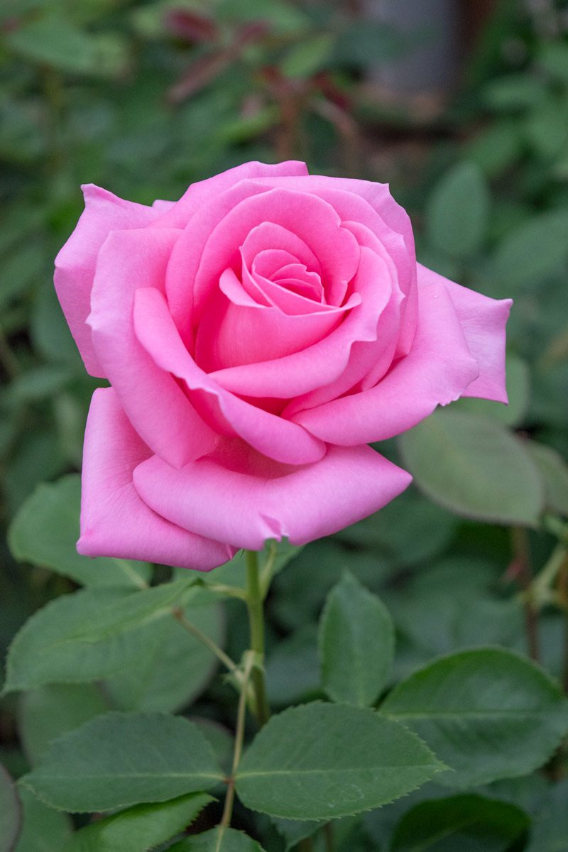 プリンセス マーガレット オブ イングランド｜バラ苗の通販の篠宮バラ園