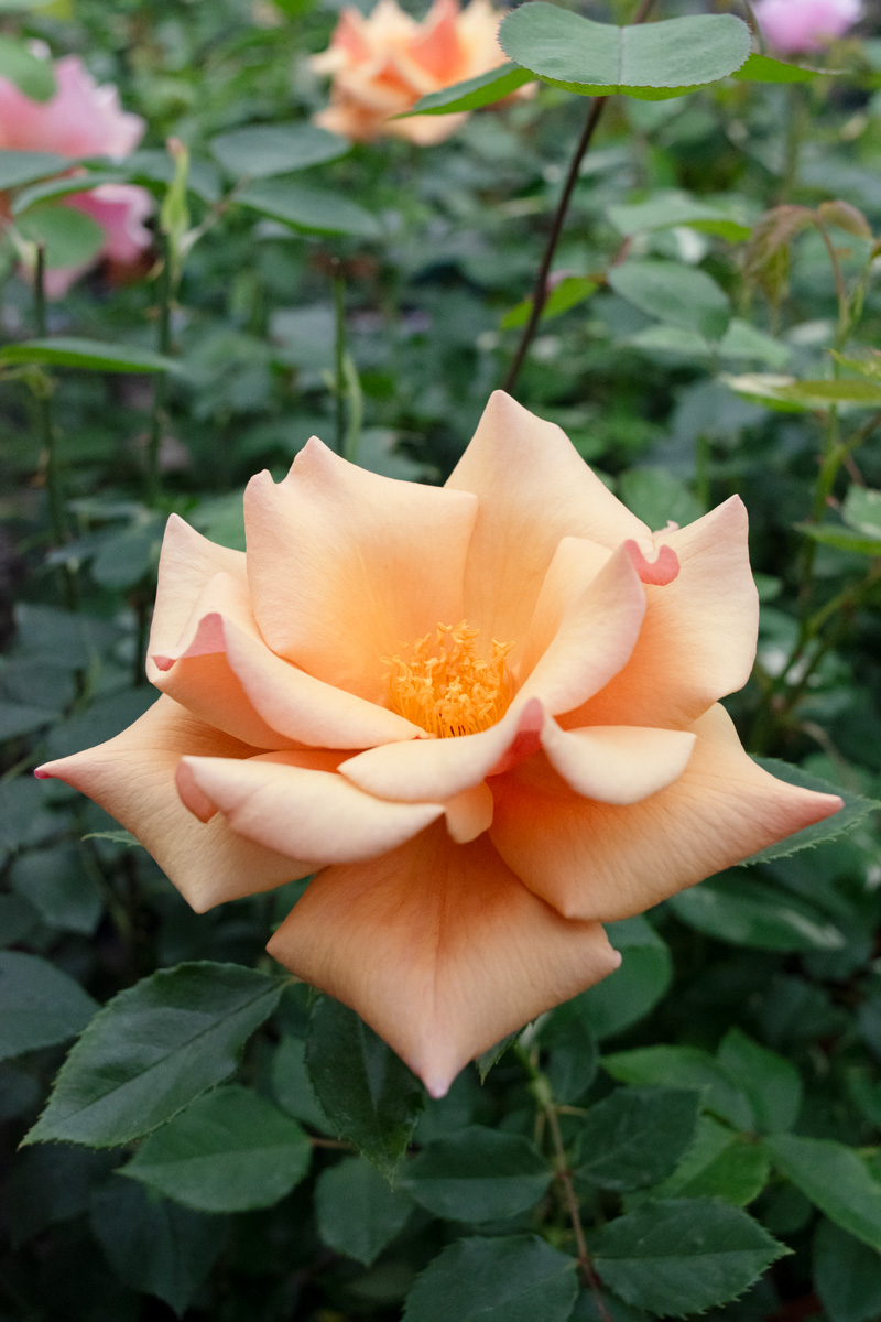 ベル エポック｜バラ苗の通販の篠宮バラ園