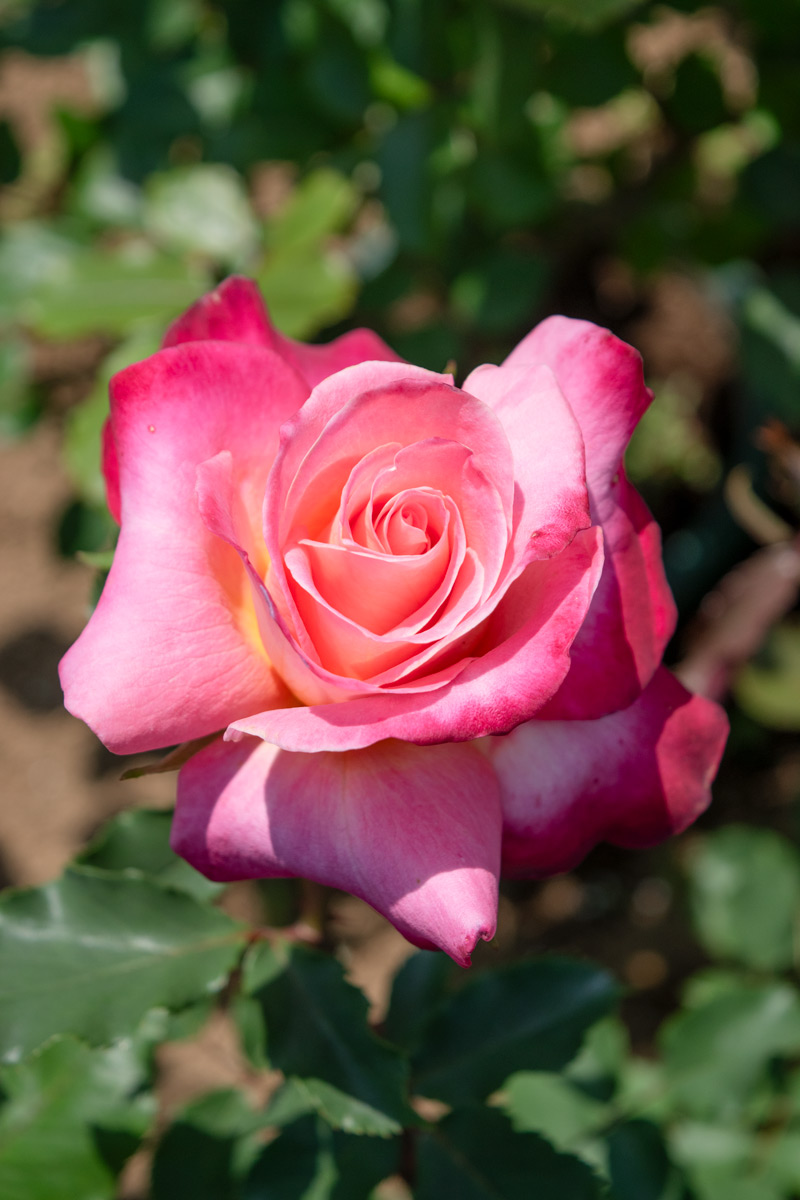 グラナダ｜バラ苗の通販の篠宮バラ園