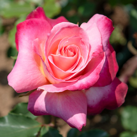 複色 | 篠宮バラ園