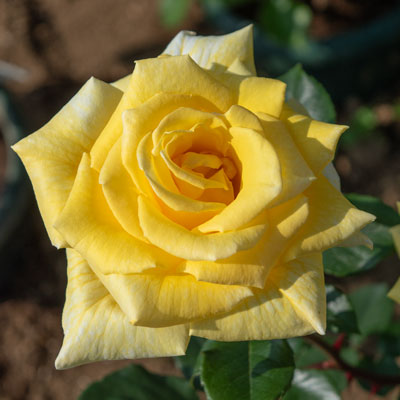 【7号鉢2年生苗】ゴールデン ラプチャー（自家栽培の健康台木使用）