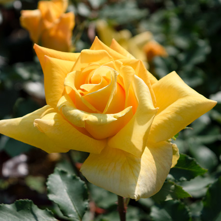 モダンローズ | 篠宮バラ園