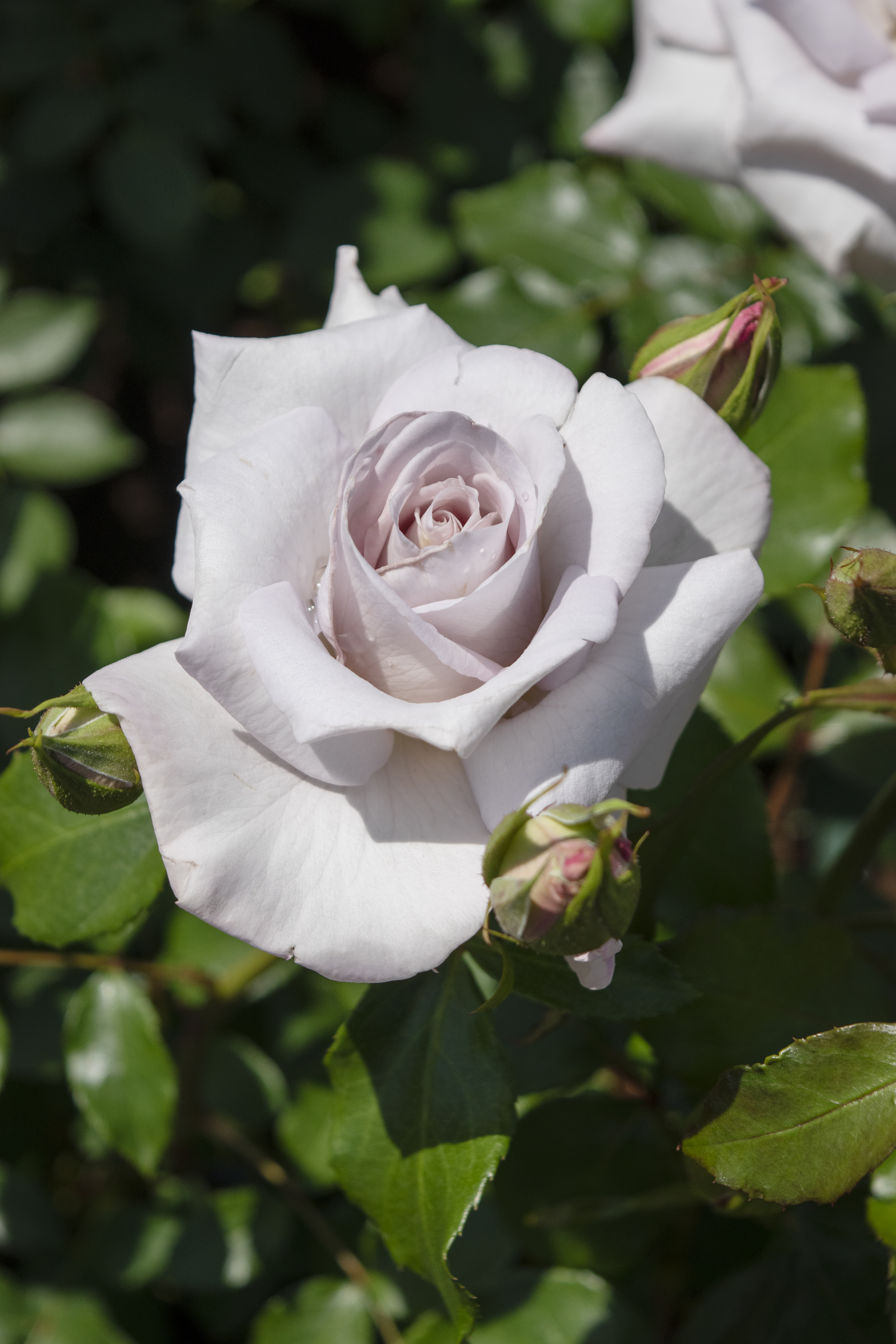 ステンレススチール｜バラ苗の通販の篠宮バラ園