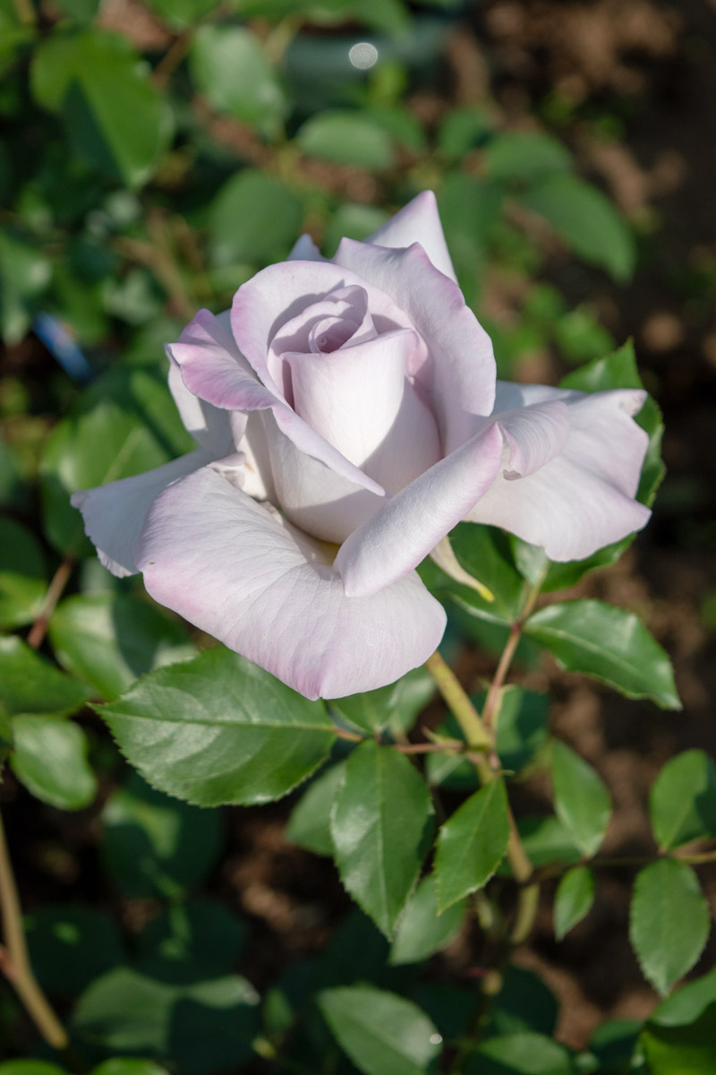 ステンレススチール｜バラ苗の通販の篠宮バラ園