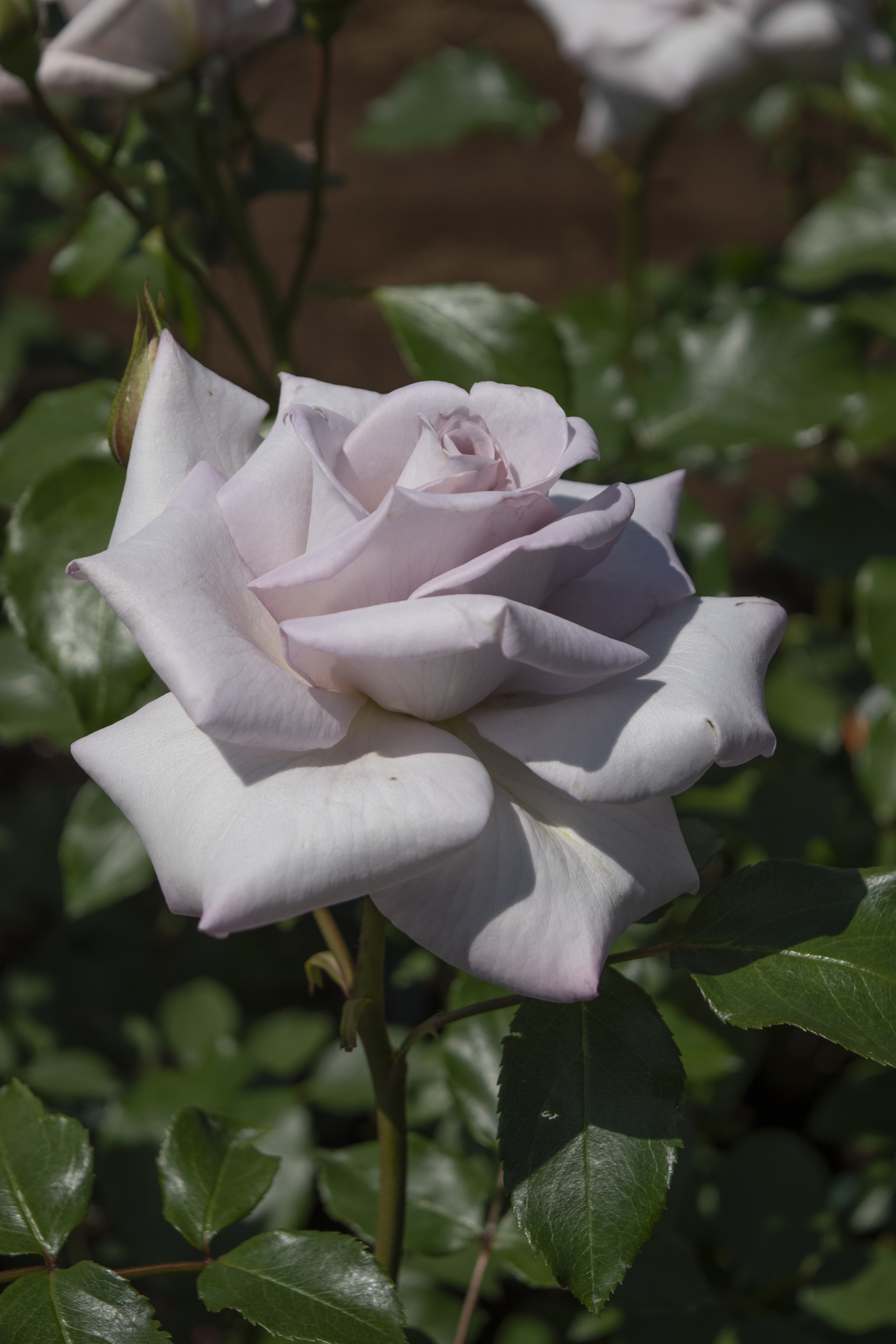 ステンレススチール｜バラ苗の通販の篠宮バラ園