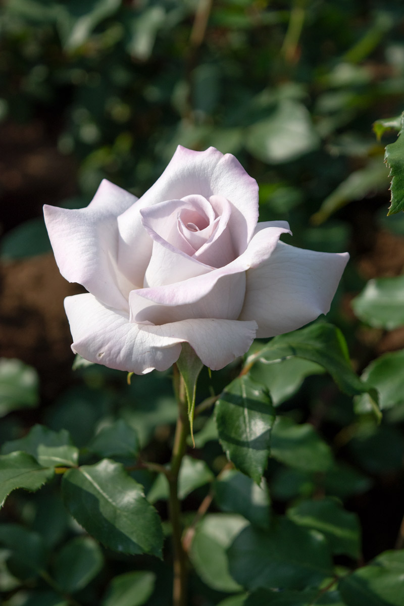 ステンレススチール｜バラ苗の通販の篠宮バラ園