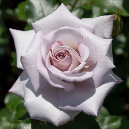 51枚バラ売りCD オールドローズ四季咲き大苗 セシルブルンネ Herb&Rose バラ苗販売