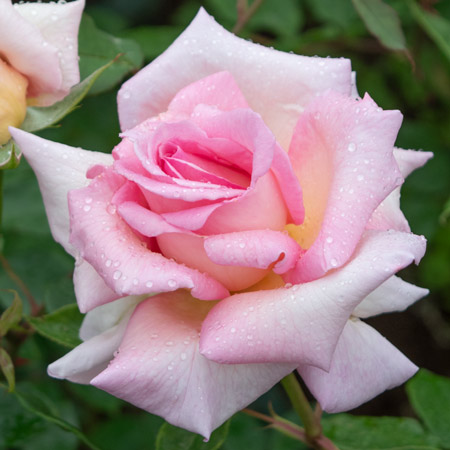 新苗 | 篠宮バラ園