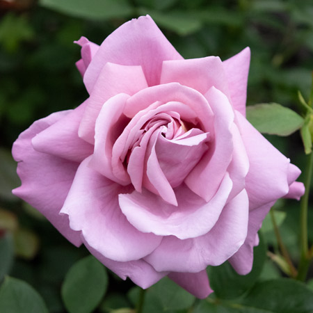 「ベティ」切り花品種バラ苗　レアバラ　2点 ベティ」切り花品種バラ苗 レアバラ 2点 ベティ」切り花品種バラ苗