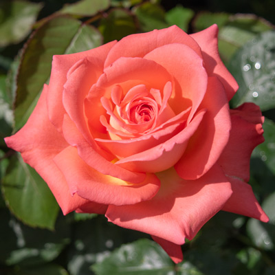 【新苗4号ポット】ケニギン デル ローゼン（自家栽培の健康台木使用）