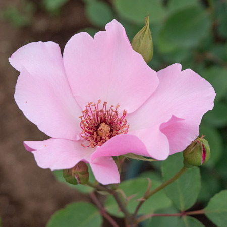 ホワイト ウィングス｜バラ苗の通販の篠宮バラ園