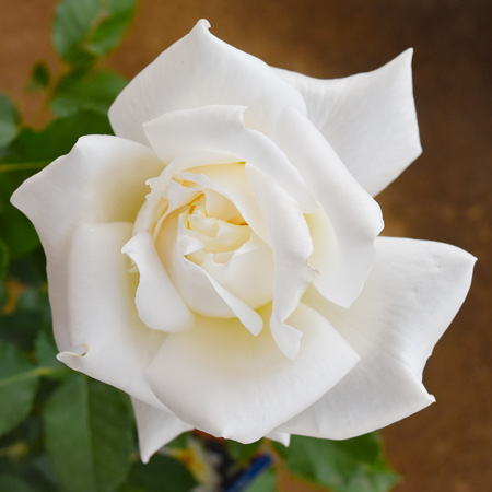 【新苗4号ポット】ネージュ パルファム（自家栽培の健康台木使用）