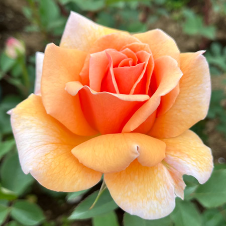 【7号鉢2年生苗】スヴニール ドゥ ジャック ヘルシューレン（自家栽培の健康台木使用）